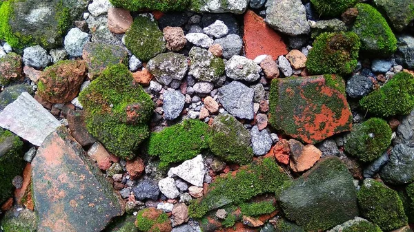 Ğnelik Yosunu Leucobryum Glaucum Kayalıklarda Yetişir Fotoğraf Cirebon Batı Java — Stok fotoğraf