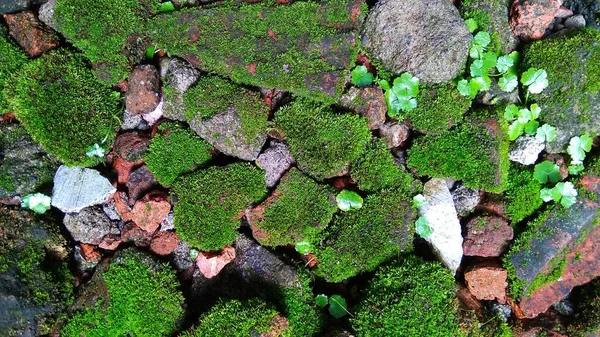 Pincushion Moss Leucobryum Glaucum Grows Rocks Photo Taken Cirebon West — Stock Photo, Image