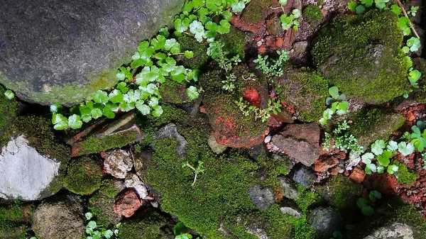 松软苔藓 柳树青葱 长在岩石上 照片是在西爪哇的Cirebon拍摄的 — 图库照片