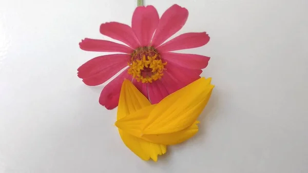 Nahaufnahme Foto Von Lila Und Gelben Schmalen Blatt Zinnia Blütenblätter — Stockfoto