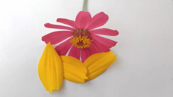 Zbliżenie Zdjęcie Fioletowy Żółty Wąski Liść Płatki Cynku Kwiat Angustifolia — Zdjęcie stockowe