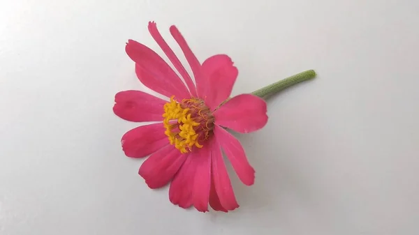 Closeup Foto Folha Estreita Roxa Zinnia Pétalas Flores Zinnia Angustifolia — Fotografia de Stock