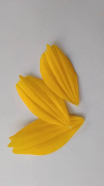 클로즈업 사진노란 잎지니아 Zinnia Angustifolia 아래서 그림자 — 스톡 사진