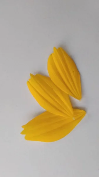 클로즈업 사진노란 잎지니아 Zinnia Angustifolia 아래서 그림자 — 스톡 사진