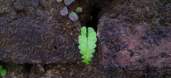 Samambaia Maidenhair Verde Selvagem Crescendo Entre Parede — Fotografia de Stock