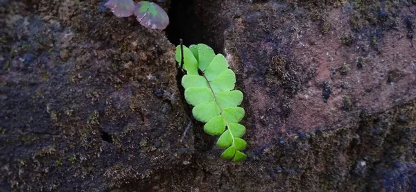 Samambaia Maidenhair Verde Selvagem Crescendo Entre Parede — Fotografia de Stock