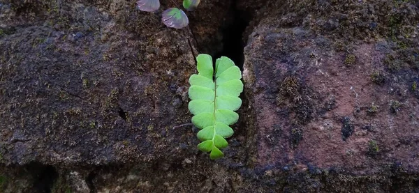 Duvarın Arasında Büyüyen Yeşil Yaban Merdiveni — Stok fotoğraf