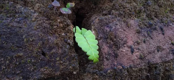 Wild Green Maidenhair Fern Growing Wall — Stock Photo, Image