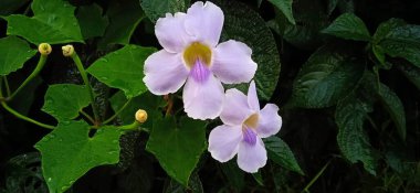 Thunbergia Grandiflora 'nın Evergreen şarabı sabah bahçede. Bengal saat sarmaşığı, Bengal trompeti, mavi gökçiçeği, mavi thunbergia, mavi trompet asması, saat sarmaşığı, gökçiçeği ve gökkuşağı olarak bilinir.
