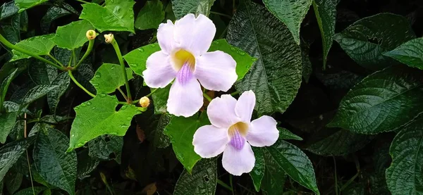 Evergreen vin of Thunbergia grandiflora in the garden at morning. Well known as Bengal clock vine, Bengal trumpet, blue skyflower, blue thunbergia, blue trumpet vine, clock vine, skyflower and skyvine