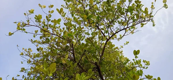 白と青の空の背景を持つ緑のライムの木の枝の景観の角度 — ストック写真
