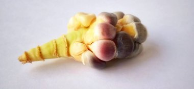 Loş ışık ve gri arkaplan altında patlamış gökkuşağı tohumu mısır koçanı. Zea mays bitki. Ürün yetersizliği sezonu.