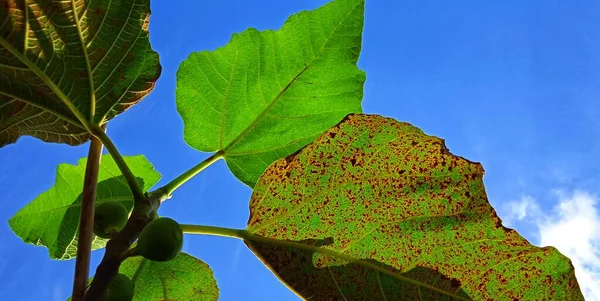 Hermoso Ángulo Inferior Del Árbol Higos Ficus Carica Fondo Del — Foto de Stock