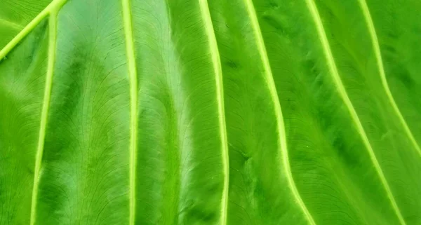 アロカシアのマクロリゾス植物の美しい緑の葉のパターンの背景 緑の背景デザイン ポスター 企業や産業の広告などに適しています — ストック写真