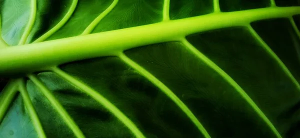 Alocasia Makrokoritos Bitkisinin Güzel Koyu Yeşil Yapraklı Arka Planı Yeşil — Stok fotoğraf