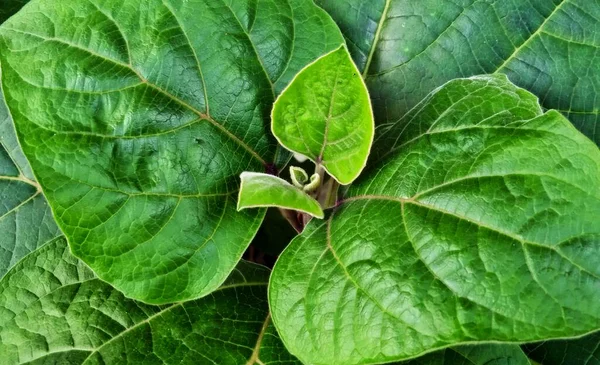 Schöne Natürliche Grüne Blätter Von Wildpflanzen Oder Gräsern Wachsen Der — Stockfoto