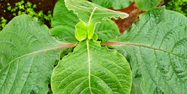 Letním Období Rostou Krásné Přírodní Zelené Listy Volně Rostoucích Rostlin — Stock fotografie