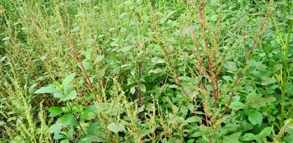 花园中野生菠菜植物的天然绿色背景 Amaranthus植物 — 图库照片