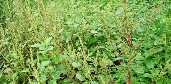 Bahçedeki Yabani Ispanak Bitkilerinin Doğal Yeşil Arka Planı Amaranthus Bitkisi — Stok fotoğraf