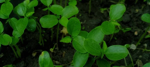 Piękne Zielone Młode Pędy Carica Papaya Pod Słabym Oświetleniem Nadaje — Zdjęcie stockowe