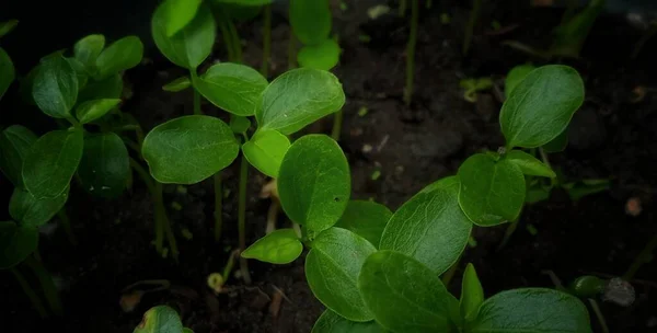 Hermosos Brotes Jóvenes Verdes Carica Papaya Bajo Condición Luz Tenue — Foto de Stock