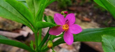 Yeşil yapraklara ve loş ışık altında Talinum fruticosum veya T. nirengi bitkisinin güzel pembe çiçeğine odaklanmış. Dergi için uygun, promosyon, arkaplan, poster, fen bilgisi.