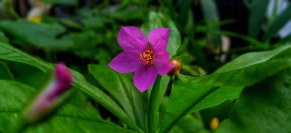 Foco Selecionado Folhas Verdes Bela Flor Rosa Talinum Fruticosum Planta — Fotografia de Stock