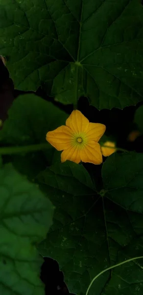 감도는 식물인 미스의 아름다운 과노란 꽃이다 포스터 교육등에 적합하다 — 스톡 사진