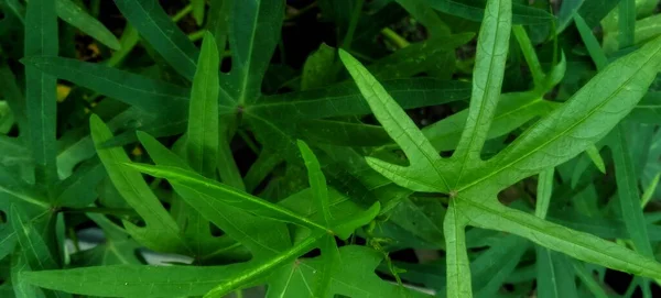 Ipomoea Batatas Bitkisinin Güzel Doğal Yeşil Yaprakları Doğal Yeşil Arka — Stok fotoğraf