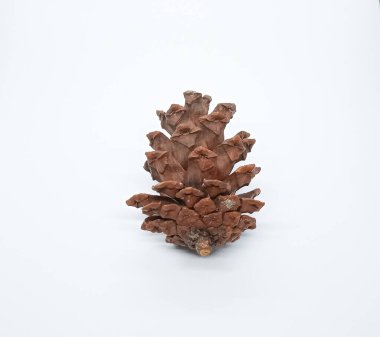 Gri beyaz arka planda izole edilmiş çam kozalakları. Pinus merkusii bitkisi.