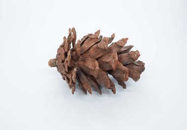 Gri beyaz arka planda izole edilmiş çam kozalakları. Pinus merkusii bitkisi.