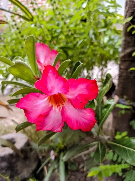 Japanese Flower Pink Front Garden — Stock Photo, Image