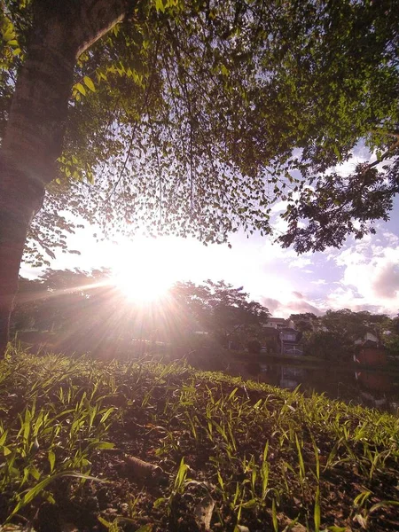 Pozemní Pohled Slunce Stromem Trávou Při Západu Slunce Veřejném Parku — Stock fotografie
