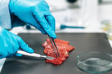 Kırmızı etin gıda kalitesi kontrolü. Kalite kontrol müfettişi laboratuvarda bir et örneğini inceliyor.