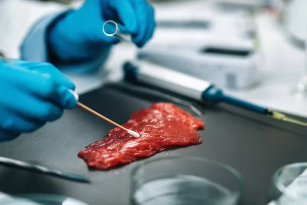 食品品質管理 サルモネラ菌や他の病原体の存在を探して 微生物学者は牛肉のサンプルをテストします — ストック写真