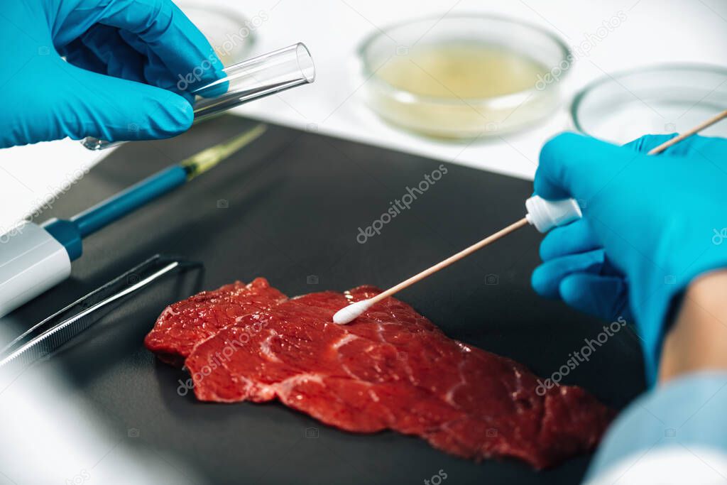 Food safety inspector sampling red meat surfaces with cotton swab searching for the presence of pathogens