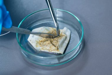 Gıda güvenliği laboratuvarında çalışan mikrobiyolog çay poşetini inceliyor, potansiyel patojen mikroorganizmaları arıyor. 