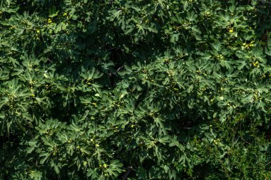 İncir Ağacı Tam Çerçeve Yeşil Arkaplan