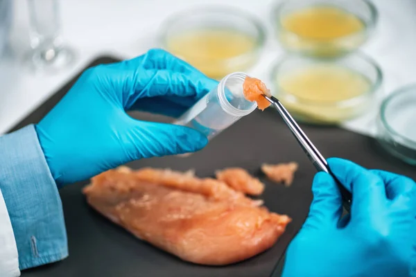 Food Safety Inspector Searching Presence Pathogens Raw Chicken Meat Laboratory — Stock Photo, Image