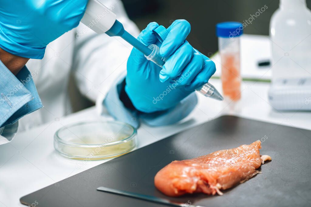 Antibiotics in poultry Meat. Quality control expert testing chicken meat sample, looking for for the presence of antibiotics 