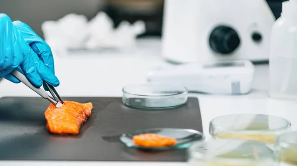 Food Safety Quality Testing Salmon Fish Laboratory Technician Taking Salmon — Foto de Stock