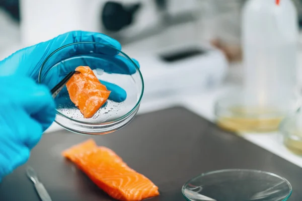 Food Safety Quality Control Microbiological Analysis Salmon Fish Laboratory — стоковое фото