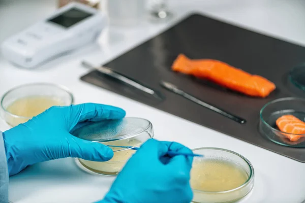 Microbiological Quality Assessment Testing Salmon Fish Sample — Photo