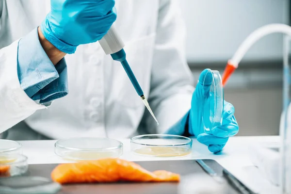 Food Quality Management Microbiologist Testing Salmon Fish Sample Looking Presence — 스톡 사진