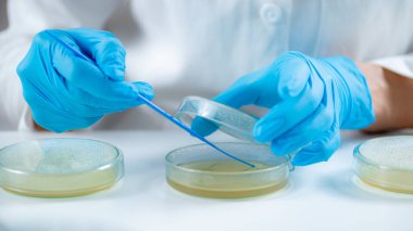 Microbiology researcher working in a laboratory, using an inoculation rod to spread out culture with bacteria onto a nutritional agar in a Petri dish 
