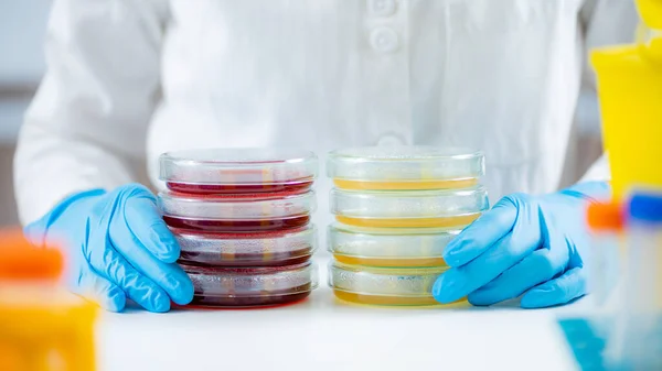 Microbiologist Preparing Bacterial Cultures Research Laboratory Holding Petri Dish Stacks — Stok fotoğraf