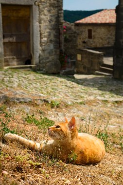 Dünyanın en küçük şehrinde güneşin tadını çıkaran sevimli turuncu kedi - Hırvatistan 'ın Istria kentindeki ortaçağ kenti Hum