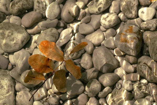 Natural Summer Stone Sea Texture Lonely Leaf Pebble Beach Adriatic — Stock Photo, Image