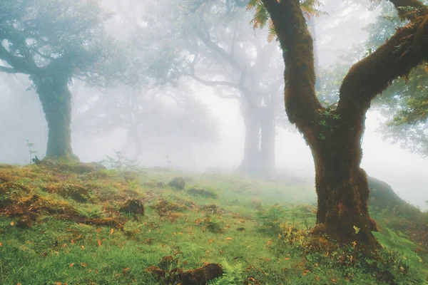 Crepúsculo Mágico Selva Prehistórica Fanal Isla Madeira Portugal —  Fotos de Stock