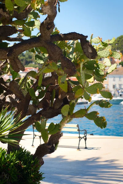 Idyllic Beach Holiday Kvarner Bay Croatia Islands Cres Loinj — Zdjęcie stockowe